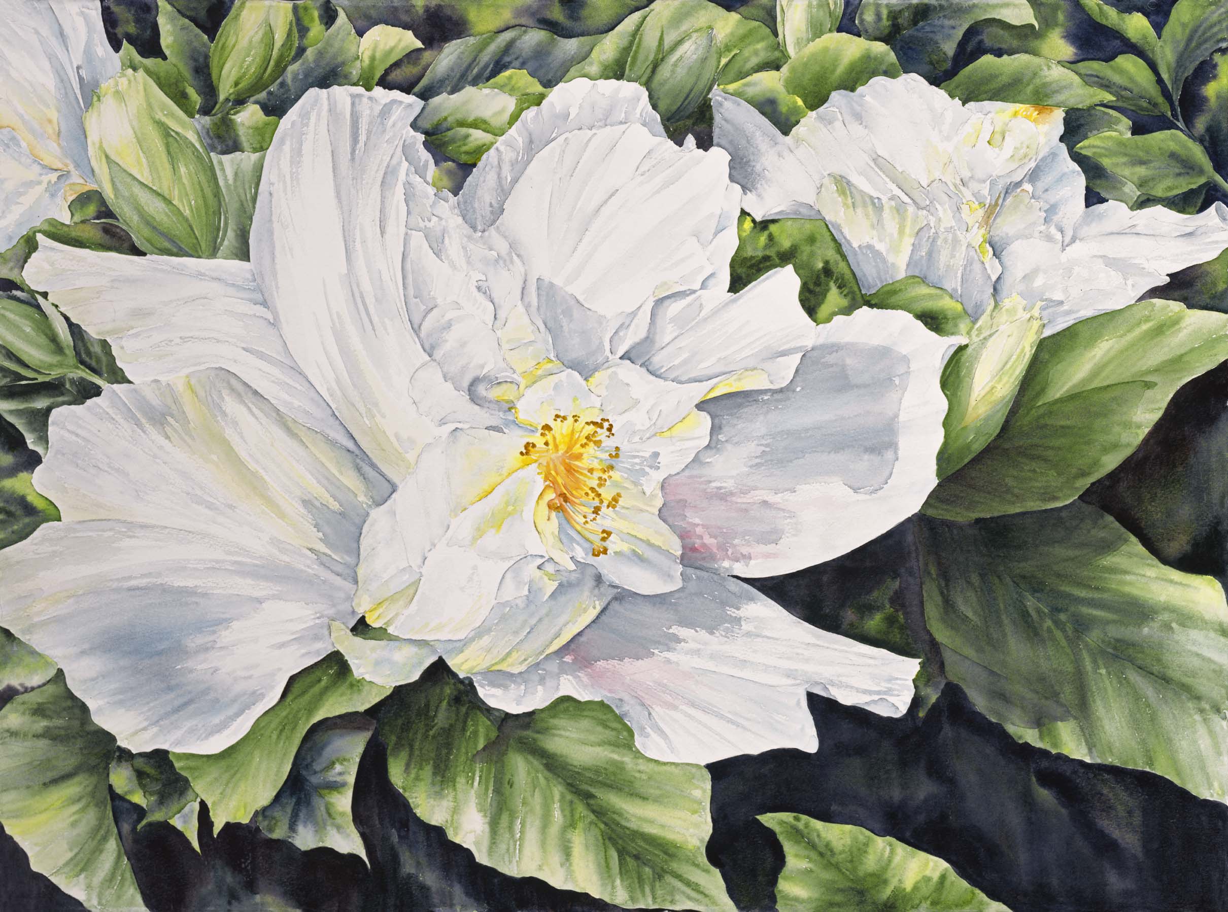 White Double Hibiscus