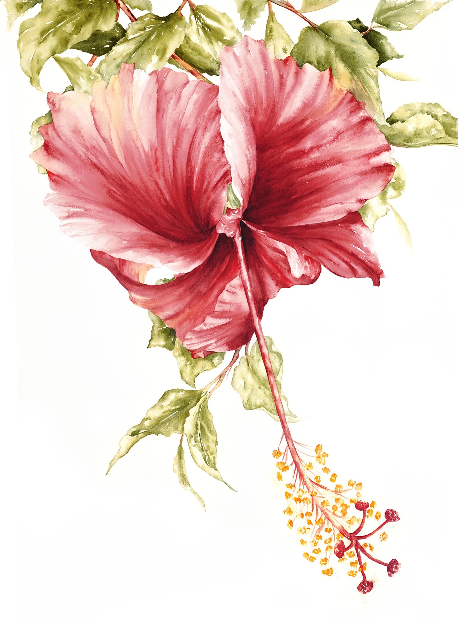 Red Hibiscus III