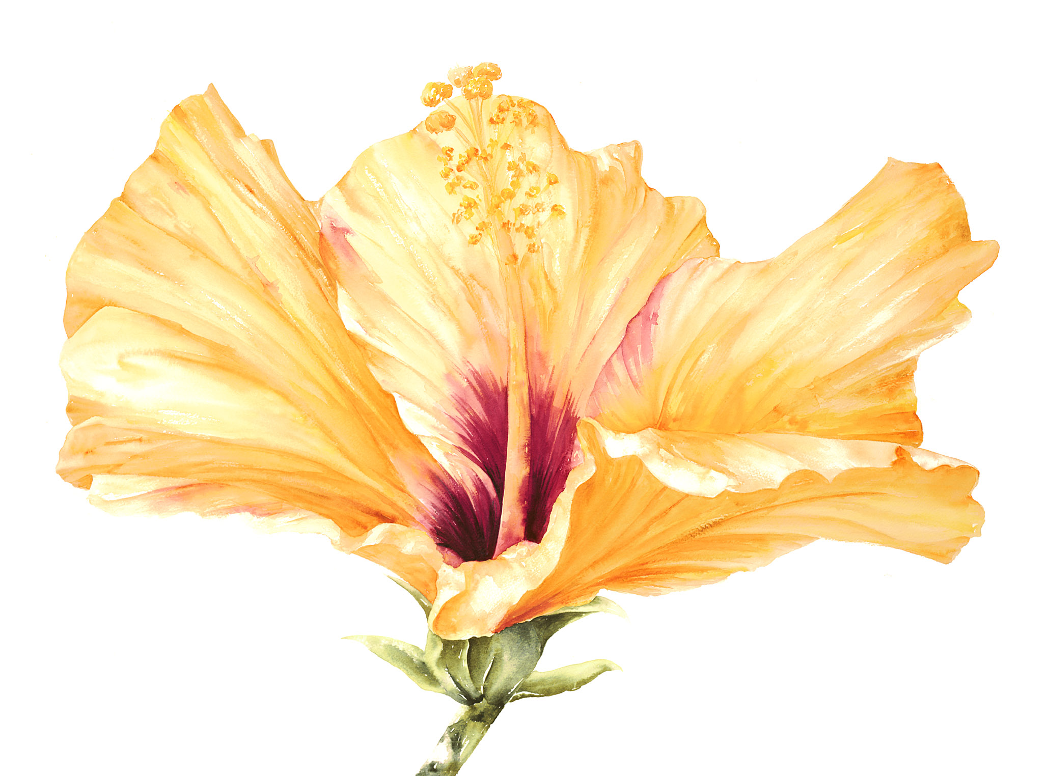 Yellow Hibiscus II