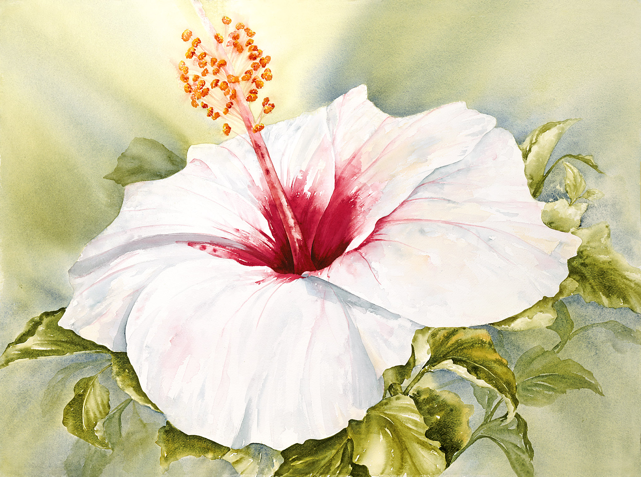 White Hibiscus